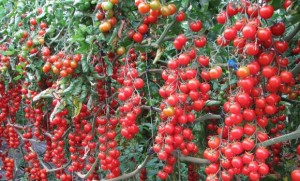 coltivazione del pomodoro ciliegino pachino